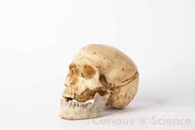 Human Teaching Skulls (priced individually)